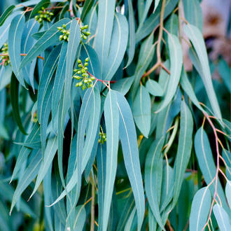 Eucalyptus blue gum essential oil, certified organic